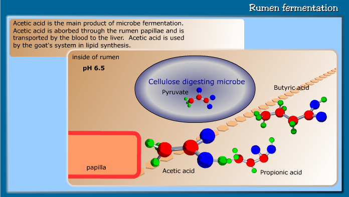 Rumen