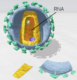 CAE virus open