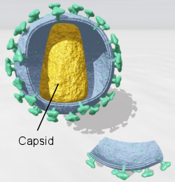 CAE virus open