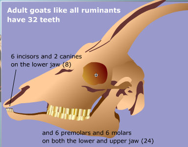 goat teeth