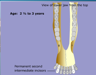 goat teeth