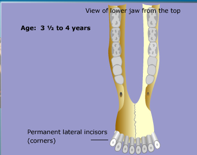 goat teeth