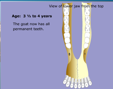 goat teeth