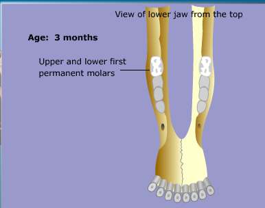 goat teeth