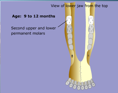 goat teeth