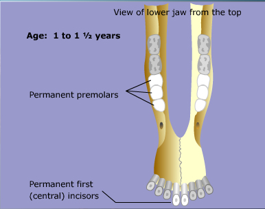 goat teeth
