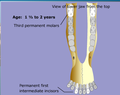 goat teeth