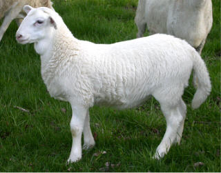 Young Ram